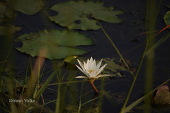 Nymphaea pubescens